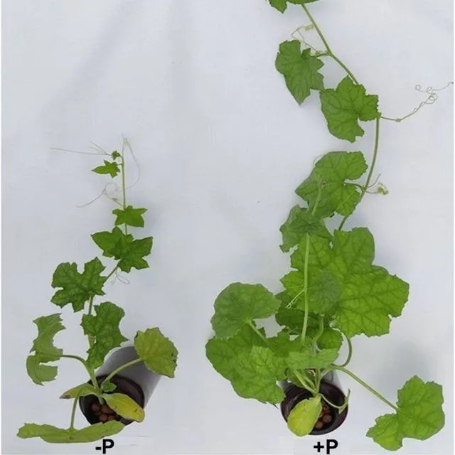 thumbnail for publication: Grower’s Guide to Identifying and Correcting Nitrogen, Phosphorus, and Potassium Deficiencies in Luffa Production